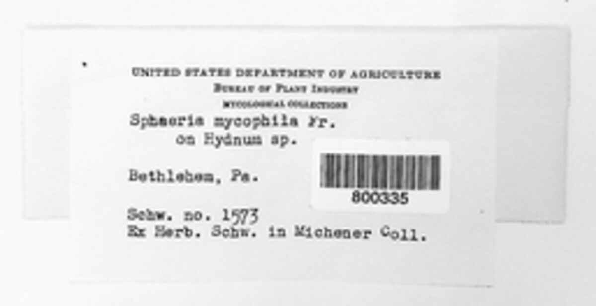 Amphisphaerella mycophila image